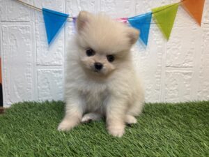 ②ポメラニアン￥328,900(税込)→7/27まで￥295,900(税込)