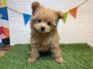 ④Mix(父ポメラニアン×母トイプードル)￥185,900(税込)→7/27まで￥152,900(税込)