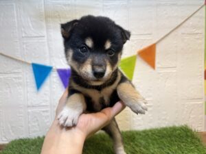 ⑦柴犬￥240,900(税込)→7/27まで￥207,900(税込)