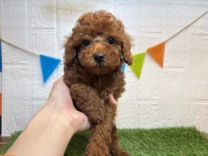 トイプードル￥262,900(税込)→7/27まで￥229,900(税込)