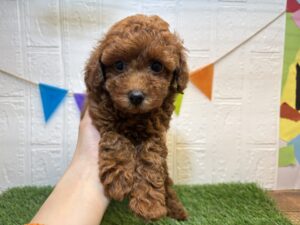 トイプードル￥262,900(税込)→7/27まで￥229,900(税込)