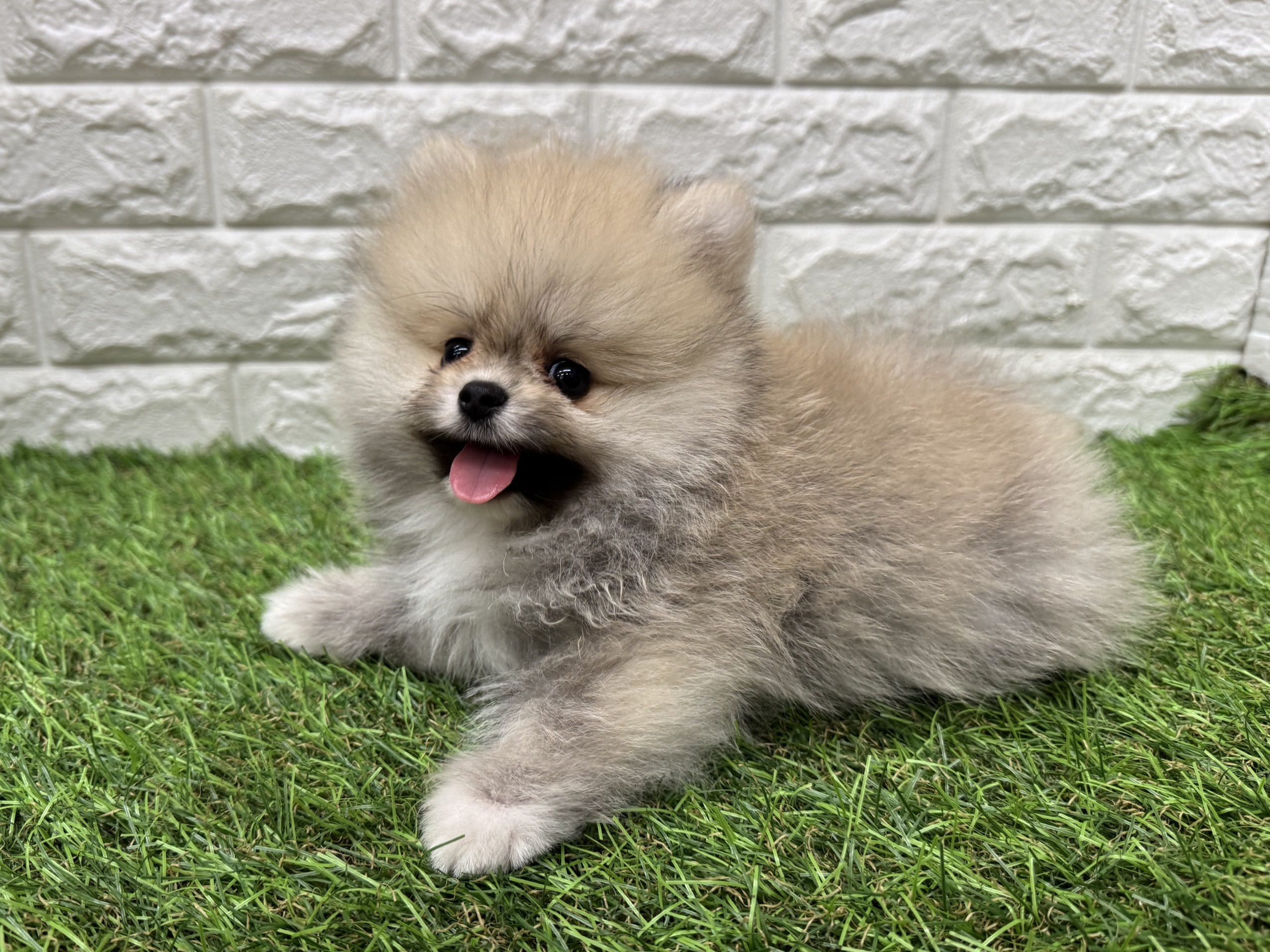 ポメラニアン