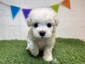 ①ビションフリーゼ￥251,900(税込)8/3まで→￥207,900(税込)