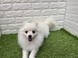 ポメラニアン￥185,900(税込)→8/9(日)まで￥152,900(税込)