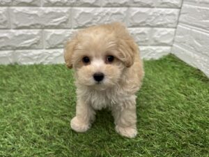 Mix(トイプードル×マルチーズ)　￥229,900(税込)→8/9(日)まで￥196,900(税込)