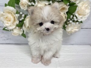 Mix(父ポメラニアン×母マルチーズ)￥262,900(税込)