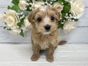 Mix(父トイプードル×母マルチーズ)￥328,900(税込)