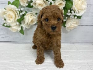 トイプードル￥284,900(税込)