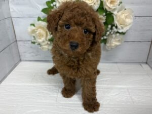 トイプードル￥196,900(税込)