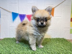 ③MIX（父チワワ×母ポメラニアン）￥262,900(税込)7/6まで→￥229,900(税込)