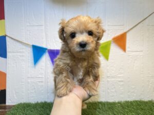⑧Mix（父マルチーズ×母トイプードル）￥218,900(税込)→￥185,900(税込)