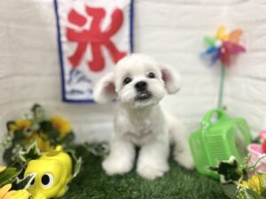 ⑥Mix(ペキニーズ×ビションフリーゼ)　￥96,800(税込)