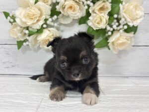 チワワ（ロング）￥240,900(税込)→7/26まで￥207,900(税込)