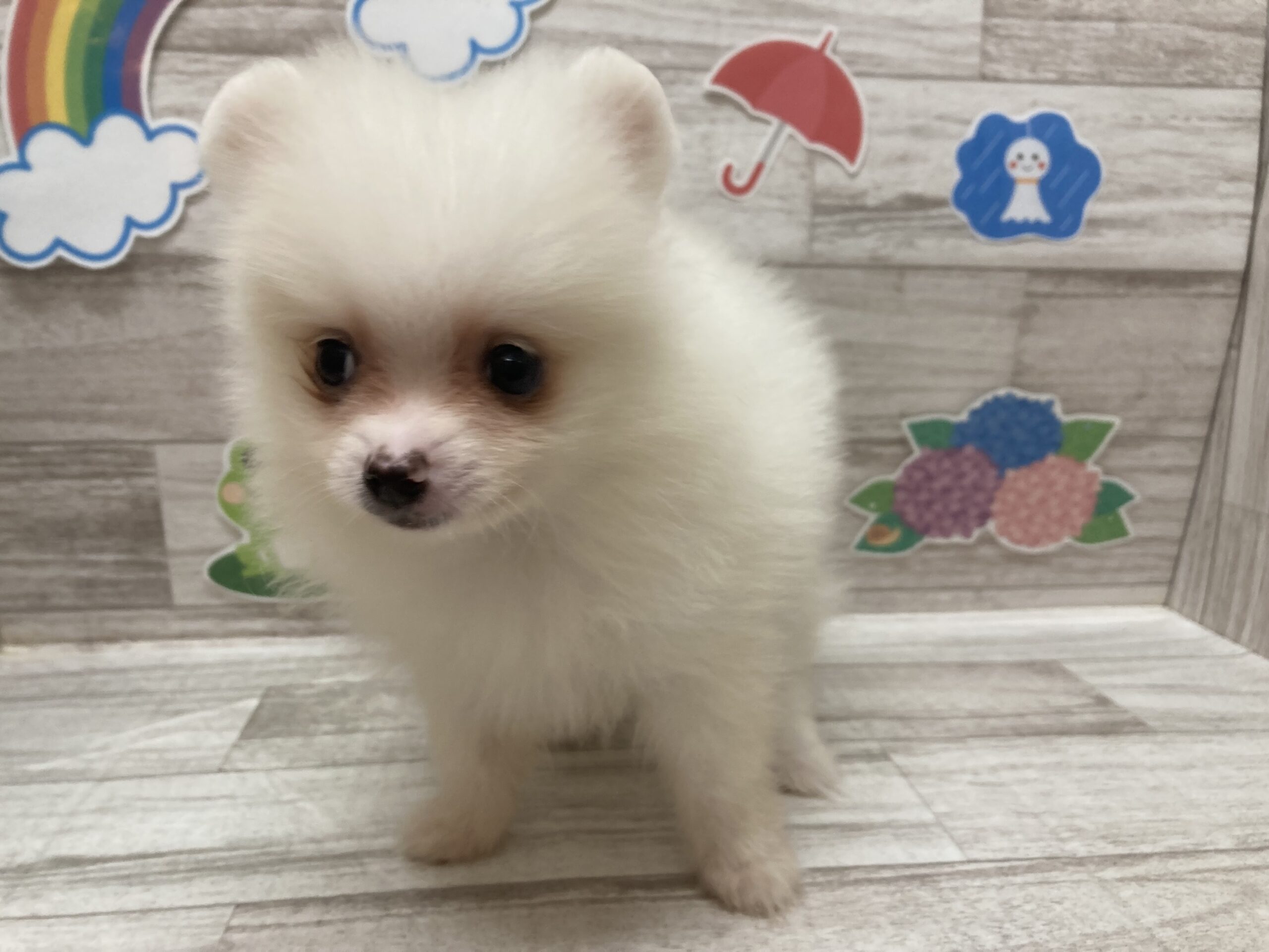 ①ポメラニアン