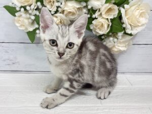 アメリカンショートヘアー￥262,900(税込)→7/26まで￥229,900(税込)