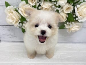 Mix（父マルチーズ×母ポメラニアン）￥185,900(税込)→7/26まで￥152,900(税込)