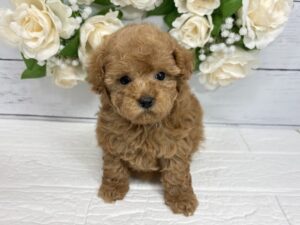トイプードル￥361,900(税込)→7/26まで￥328,900(税込)