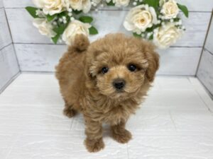 トイプードル￥394,900(税込)→8/23まで￥361,900(税込)