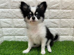 チワワ(ロング) ¥152,900(税込) → 9/23迄￥119,900(税込)