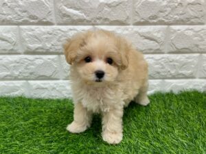 Mix(トイプードル×マルチーズ)　￥229,900(税込)→8/9まで￥196,900(税込)