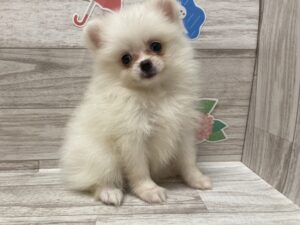 ②ポメラニアン　￥206,800(税込)