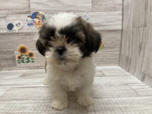 ①シーズー　￥206,800(税込)→7/23まで３万円引き