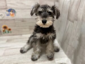 ⑧ミニチュアシュナウザー　￥151,800(税込)