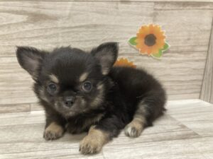 ⑤チワワ(ロング)　￥250,800(税込)→7/23まで３万円引き