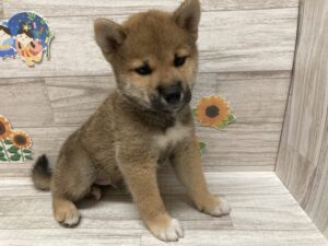 ⑧柴犬　￥206,800(税込)→7/23まで３万円引き