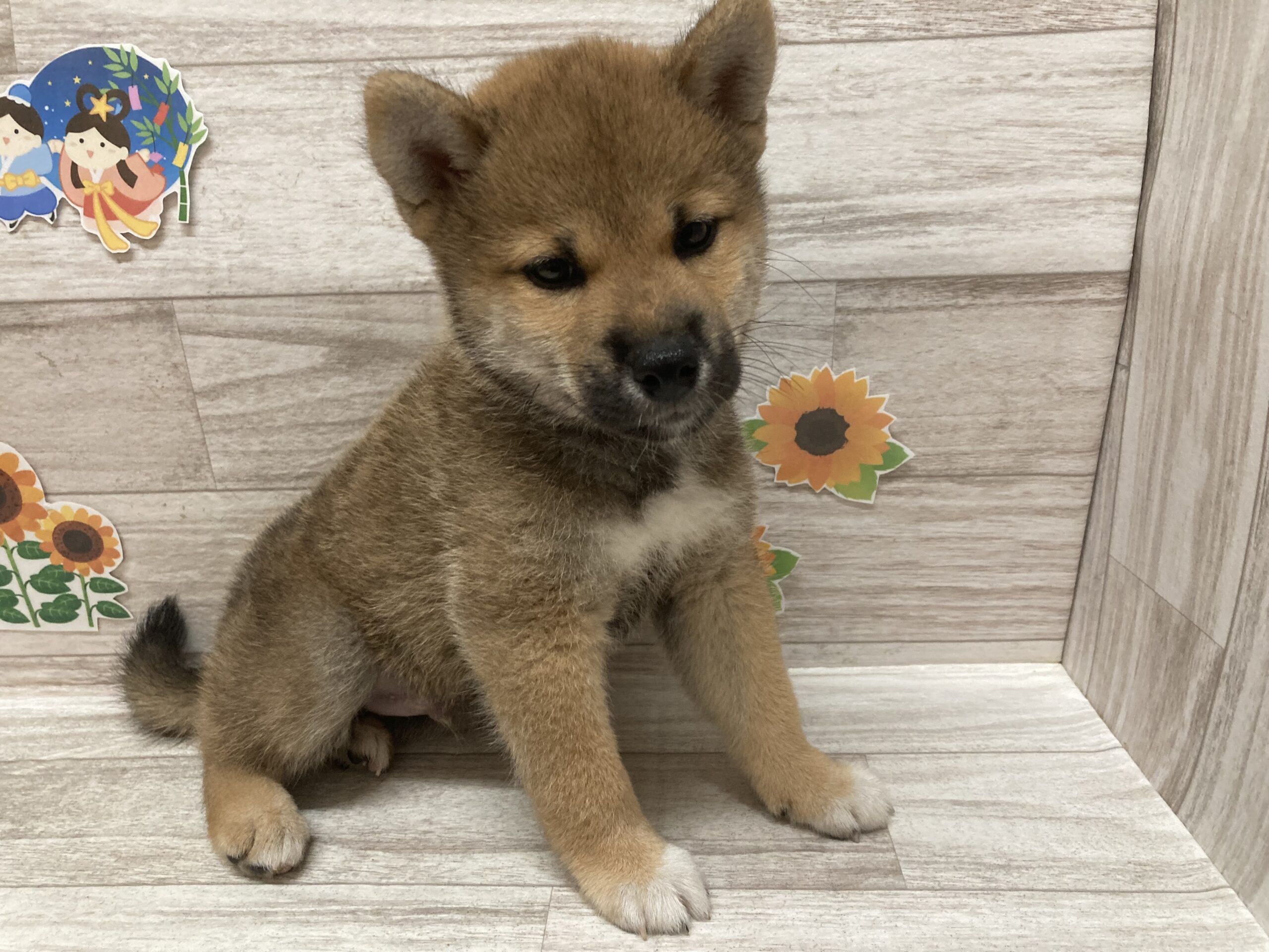 ⑧柴犬