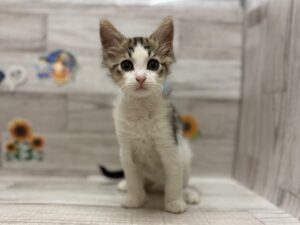 ノルウェージャンフォレストキャット　￥217,800(税込)→7/23まで4万円引き