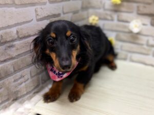 ⑤Mix(カニヘンダックスフンド×チワワ)　￥107,800(税込)