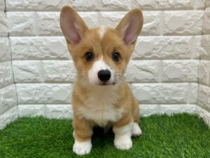ウェルシュコーギーペンブローク￥361,900(税込)→8/9まで￥317,900(税込)