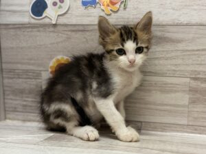 ノルウェージャンフォレストキャット　￥217,800(税込)→7/23まで4万円引き
