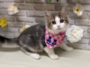 ノルウェージャンフォレストキャットalt=