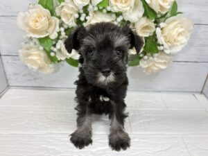 ミニチュアシュナウザー￥240,900(税込)