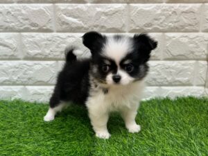 チワワ(ロング)¥284,900(税込)→7/9まで￥262,900(税込)