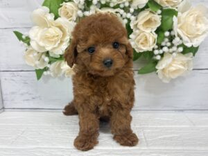 トイプードル￥328,900(税込)→7/26まで￥295,900(税込)