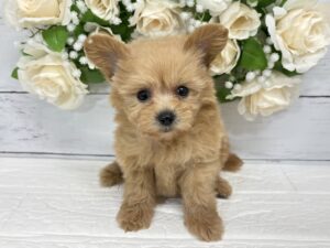 Mix(父ポメラニアン×母トイプードル)￥262,900(税込)→7/26まで￥229,900(税込)