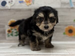 Mix(カニヘンダックスフンド×マルチーズ)　￥217,800(税込)→7/23まで4万円引き