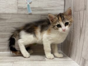ノルウェージャンフォレストキャット　￥217,800(税込)→7/23まで4万円引き