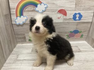 ⑧ボーダーコリー　￥283,800(税込)