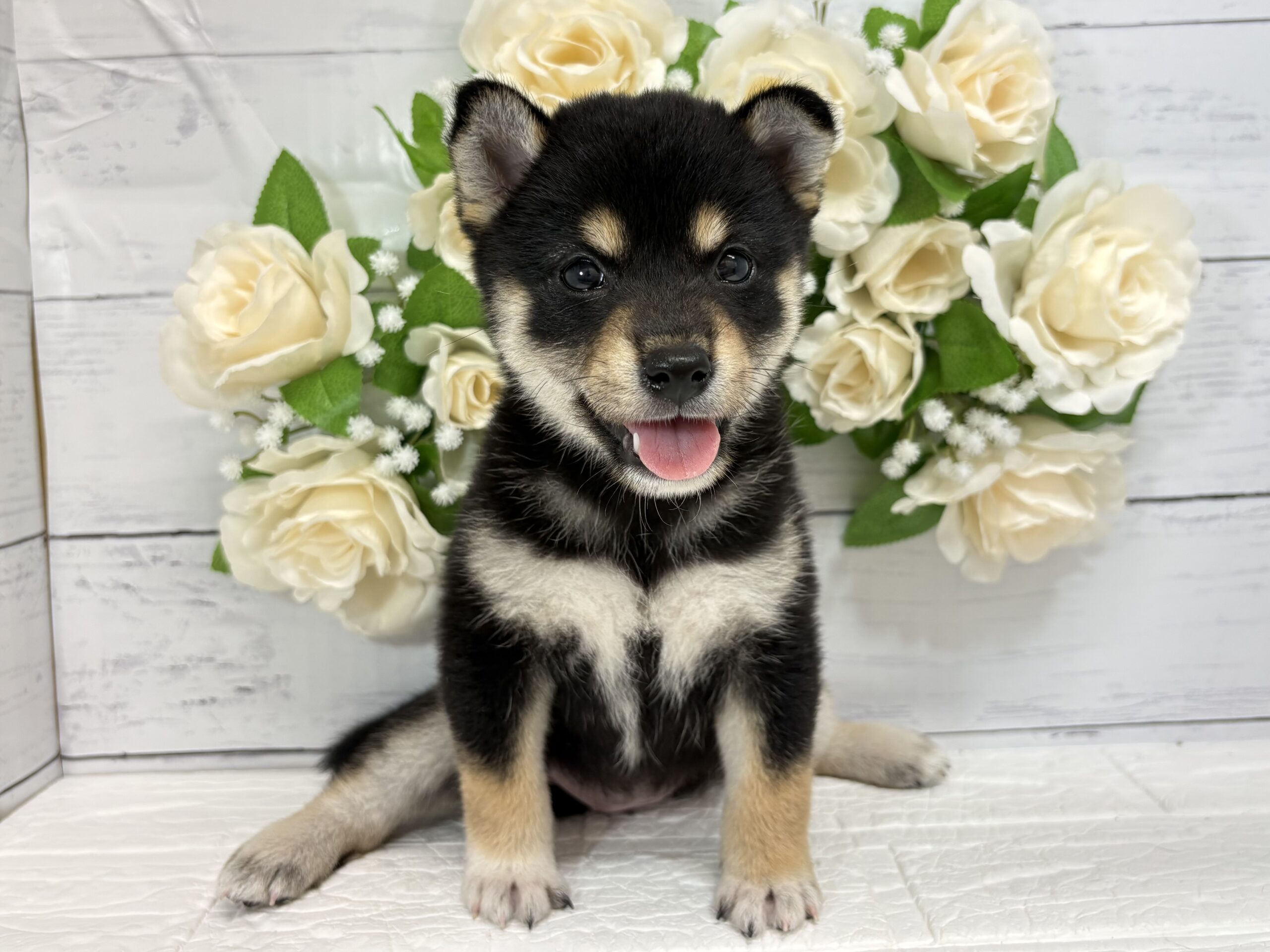 柴犬