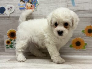 ⑤ビションフリーゼ　￥206,800(税込)