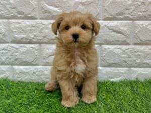 Mix(カニヘンダックスフンド×マルチーズ)　￥207,900(税込)→8/9まで￥174,900(税込)