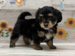 Mix(カニヘンダックスフンド×マルチーズ)　￥217,800(税込)→7/23まで2万円引き
