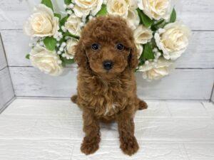 トイプードル￥229,900(税込)→7/26まで￥196,900(税込)