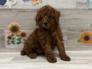 トイプードル　￥294,800(税込)→7/23まで3万円引き