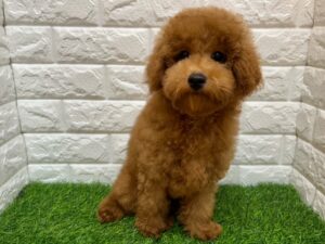 トイプードル ￥141,900(税込) → 9/23迄￥108,900(税込)