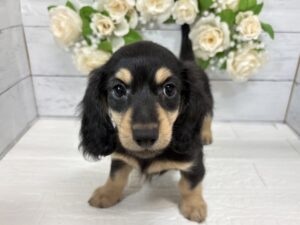 ミニチュアダックスフンド￥240,900(税込)→8/23まで￥207,900(税込)